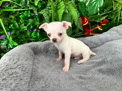 Chihuahua photo 3