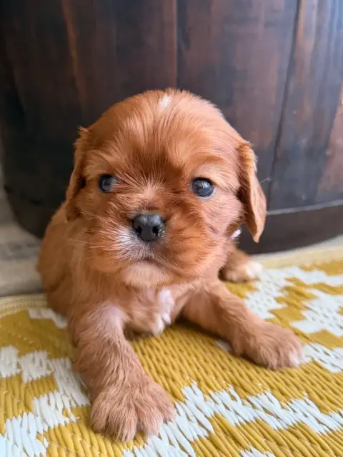 Cavalier King Charles Spaniel  Bella De La Cour De Mi 2cb85 photo 2