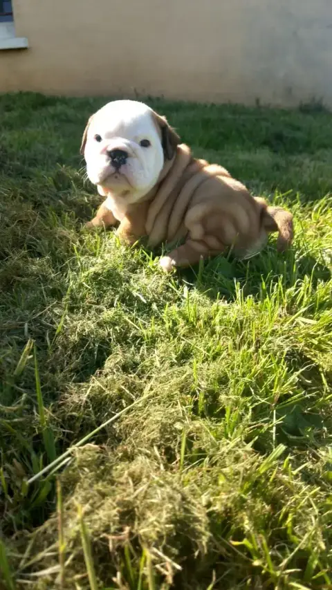 Bulldog Anglais  Chiot N°8 Stocky Family