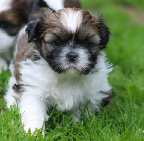 Shih Tzu  By The Way Bjork Des Merveilles Du Mas photo 2