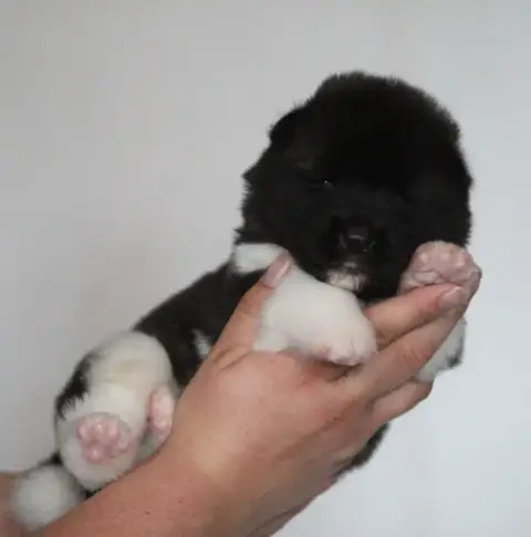 Akita Americain  Chiot N°3 Collier Vert Des Gardiens  c000b