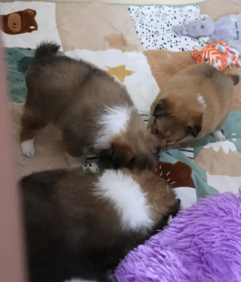 Shetland Sheepdog 
                        Chiot N°3  759f1 photo 2