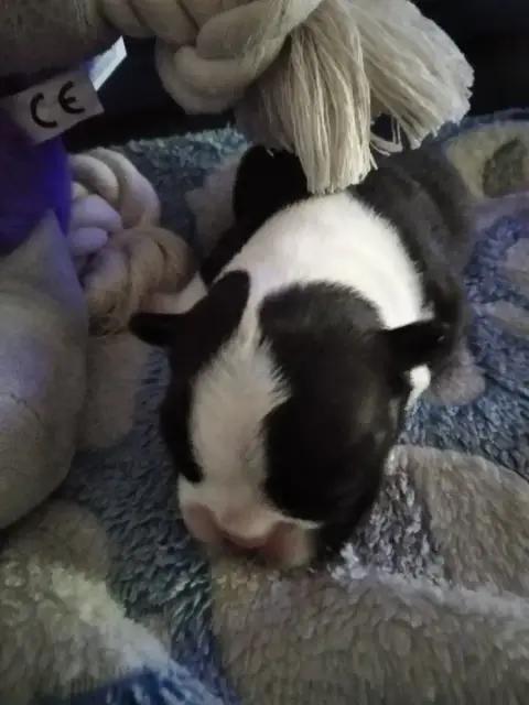 Boston Terrier  Chiot 3