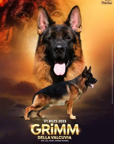 Berger Allemand  Boss Des Bergers De La Baumasse photo 2
