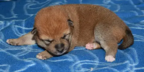 Shiba  Chiot N°1 Collier Gris photo 3