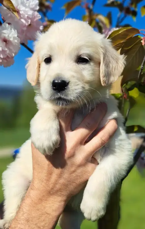 Golden Retriever  Brooke photo 3