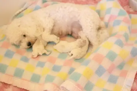 Bichon Frise  Bandit De La Felhotte