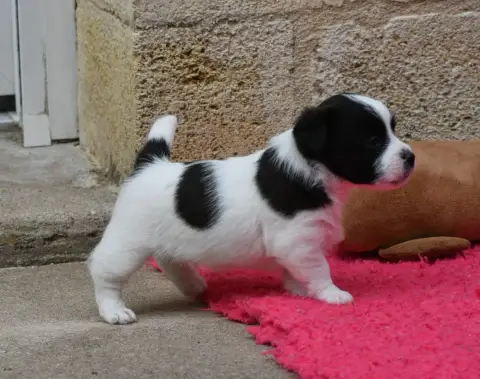 Jack Russell Terrier  Bambino Des Gerveilles