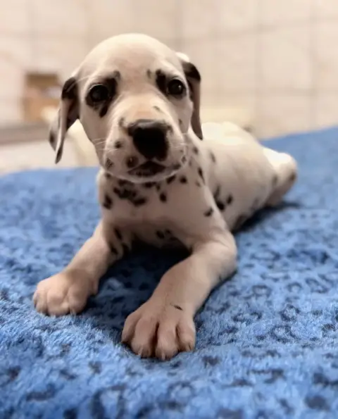 Dalmatien  Chiot N°8 Valma'S Signature