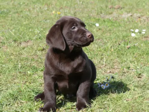 Labrador Retriever  Chiot N°2 Des Terres Des Forges e1562