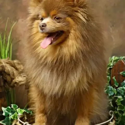 Vente Spitz/Pomeranian Lilac And Tan