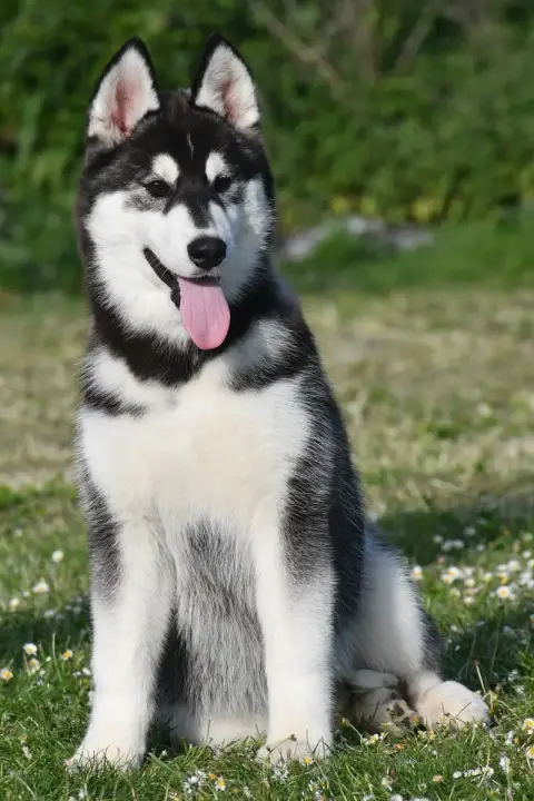 Siberian Husky  Arctic Boreal De La Source Du Montet 7704a photo 2