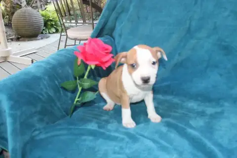 Staffordshire Bull Terrier  Chiot N°3 Des Terres De L 6e146
