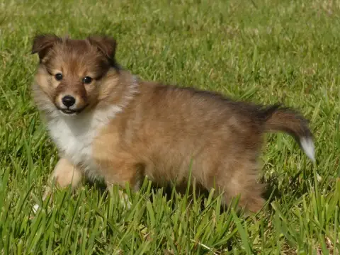 Shetland Sheepdog  Madame Bella Du Domaine De Boiscea d4ac3