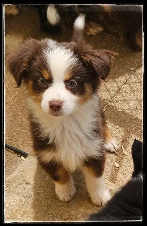 Berger Américain Miniature  Chiot N°5 Du Diamant Des  2829e