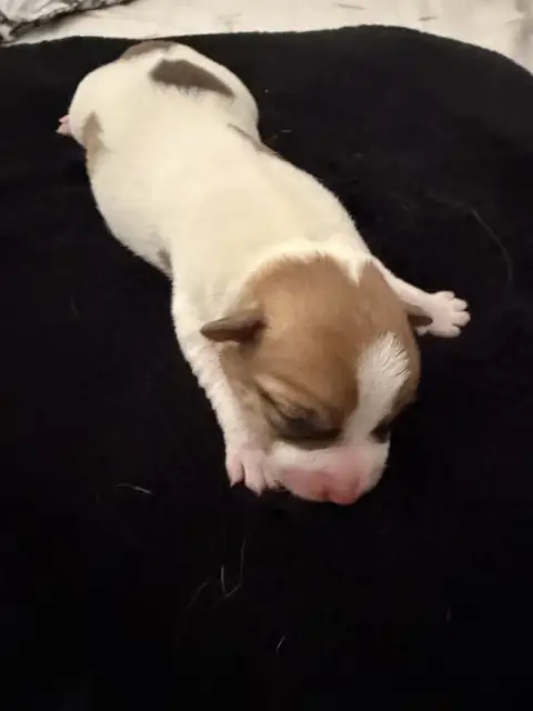 Jack Russell Terrier  Chiot N°1 Du Mont Des Sapins Bl 246ae