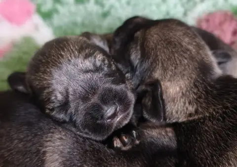 Schnauzer  Chiot N°3 Domaine De Pierremarie