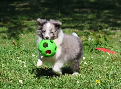 Shetland Sheepdog  Chiot N°2 Du Royaume De La Petite  08025 photo 2