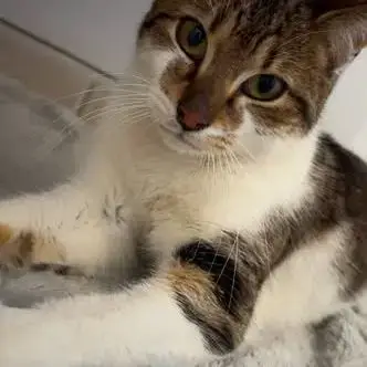 Chat Cooper À L Adoption