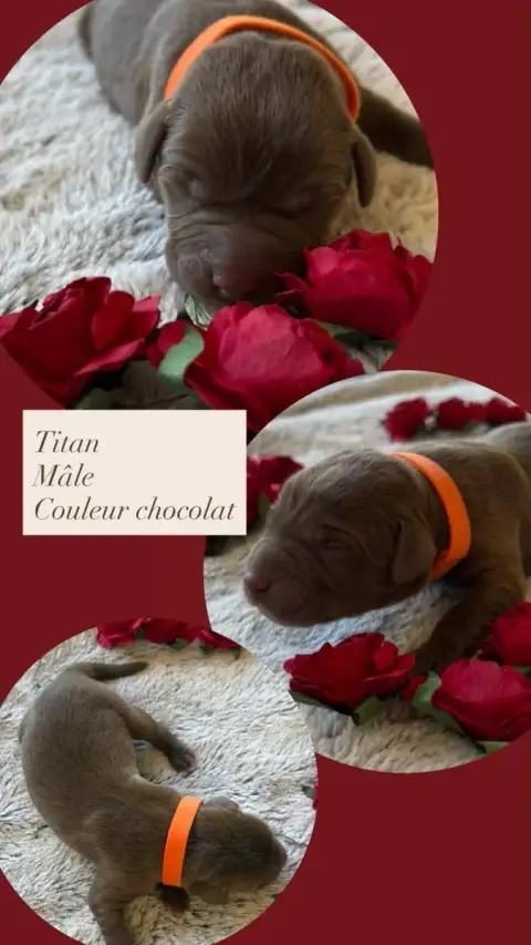 Labrador Retriever  Titan Du Domaine Des Belles Auboi 12837
