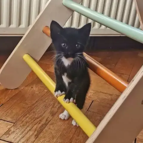 Chat Luna À L Adoption
