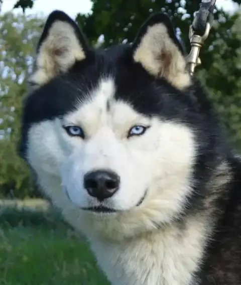 Siberian Husky  Chiot 3 Du Domaine Pacifique photo 3