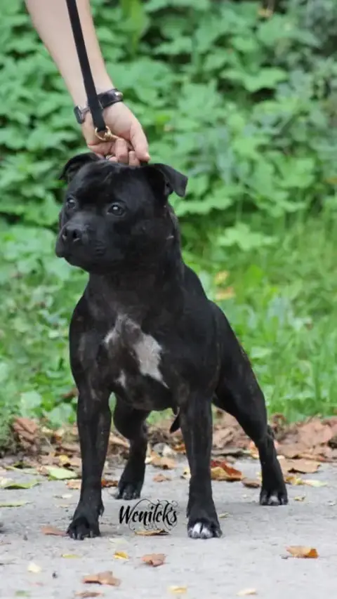 Staffordshire Bull Terrier  Boston Wenilek'S photo 3