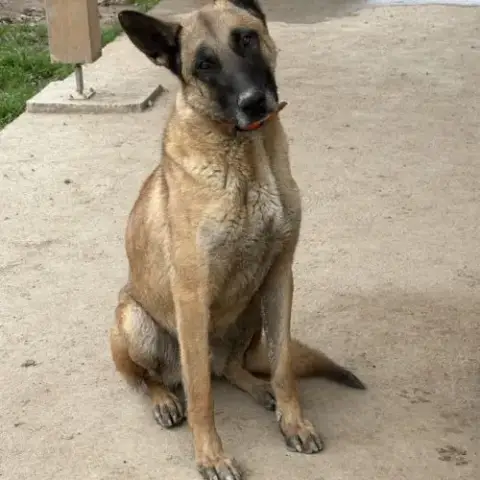 Berger Belge Malinois