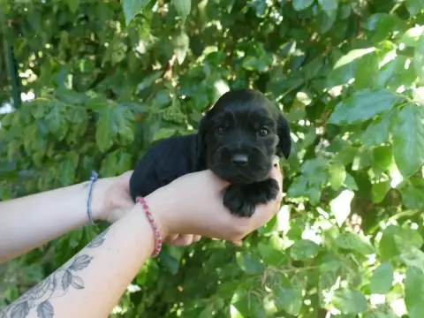 Cocker Spaniel Anglais