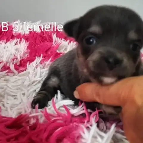 Chiots Type Chihuahua Poils Longs