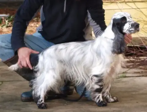 Cocker Spaniel Anglais  Bounty Royal photo 2
