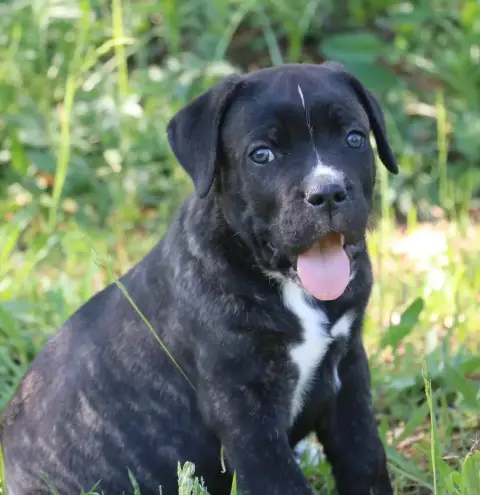 Cane Corso  Billy Boss Dei Protettori Della Corona photo 2