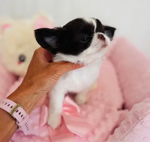 Chihuahua  Bervely Hills Boy Of Aphrodite Childs photo 3