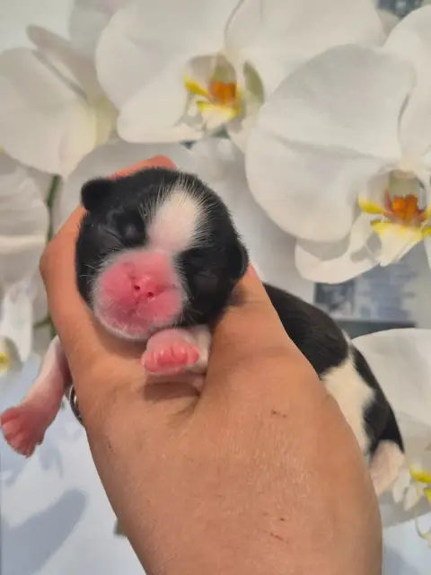 Shih Tzu  Chiot N°1 De La Plaine Du Jaelma