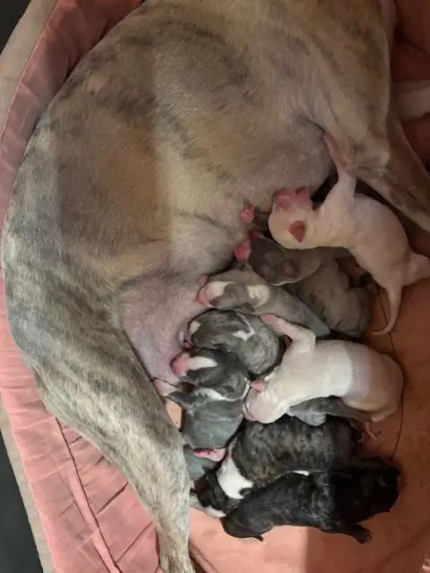 Whippet  Bellissima Du Cèdre Enchanté