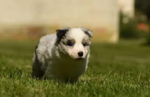 Border Collie  Chiot N°1 Des Collines De Sagne photo 2
