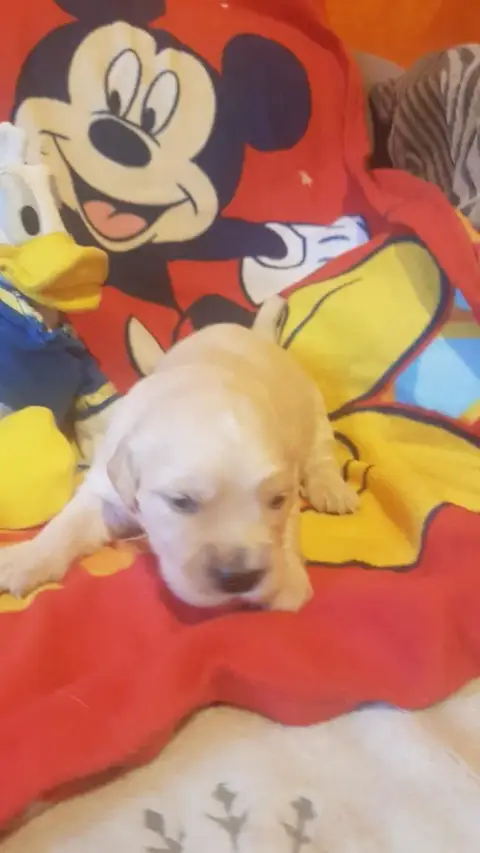 Golden Retriever  Gris De Miss Havana