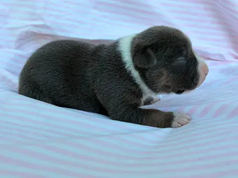 American Staffordshire Terrier  Chiot N°1 De La Taver 9dead