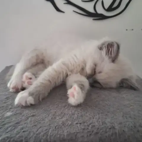 Bretzel - Femelle Blue Point Mitted