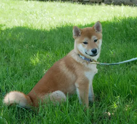 Shiba  Becka De La Source Des Rochettes photo 3