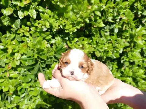 Cavalier King Charles Spaniel photo 2