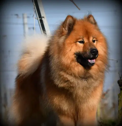 Eurasier  Chiot 1 Des Legendes De Retz photo 3