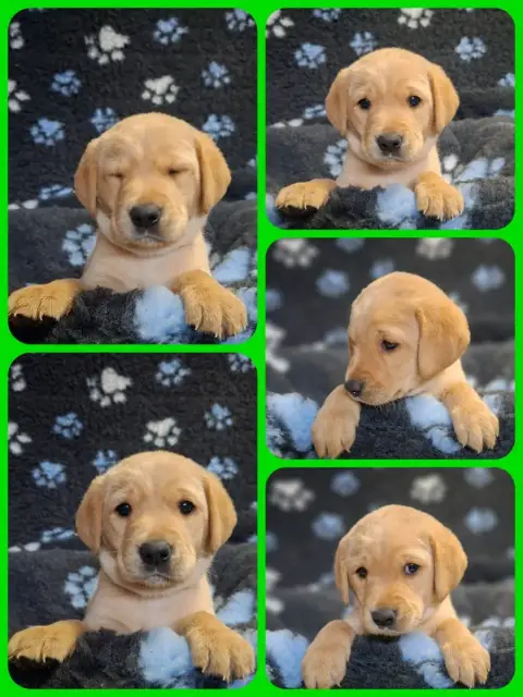 Labrador Retriever  Bbbbb Vert De Ma Campagne Doree ff421