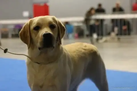 Labrador Retriever  M2 Du Perrier De Largeron photo 3