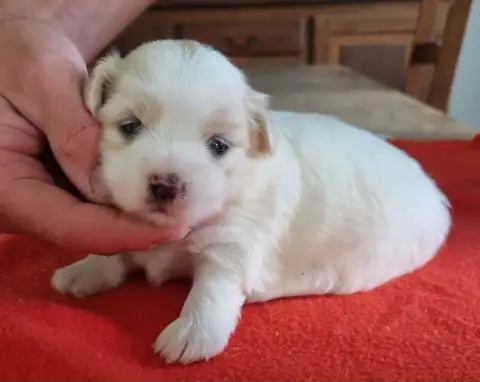 Coton De Tulear  Chiot N°2 Des Hirondelles Du Voyage b731f