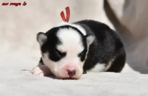 Laika De Iakoutie  Chiot 7 Des Legendes De Retz