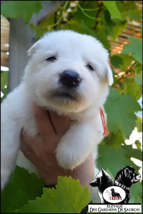 Berger Blanc Suisse photo 3