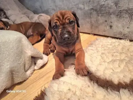 Rhodesian Ridgeback 
                        Bazil De fe4fe photo 3