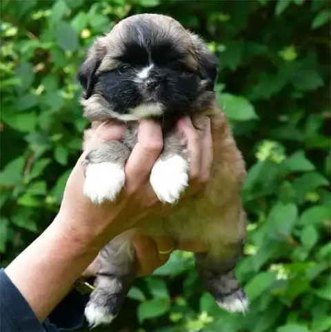 Epagneul Tibetain  Chiot N°2 De Dame Nature