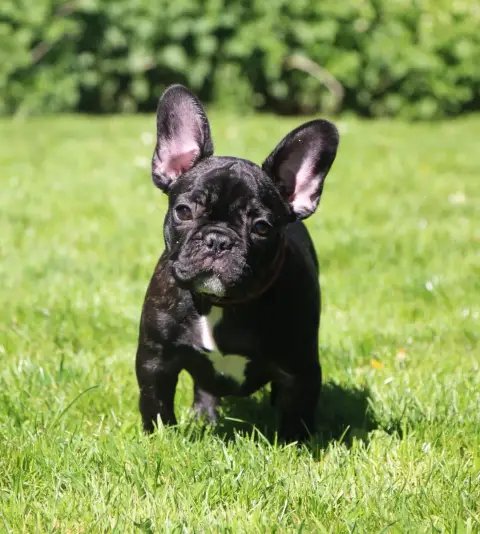 Bouledogue Français  Benji photo 3